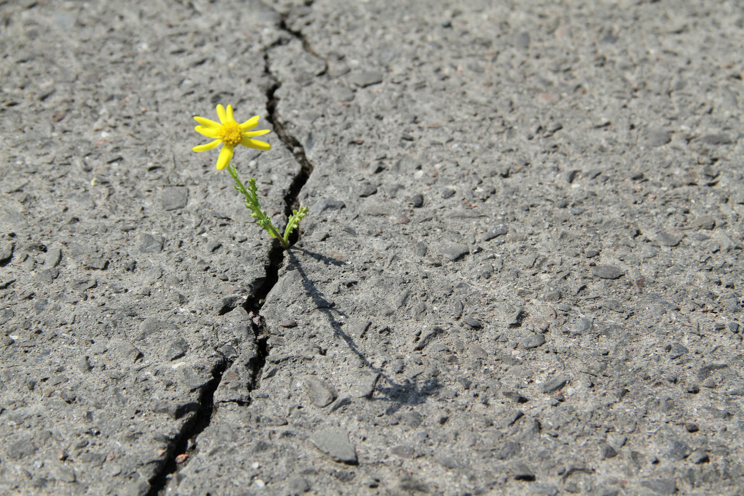 Bildet viser en løvetann som presser seg gjennom asfalten.
