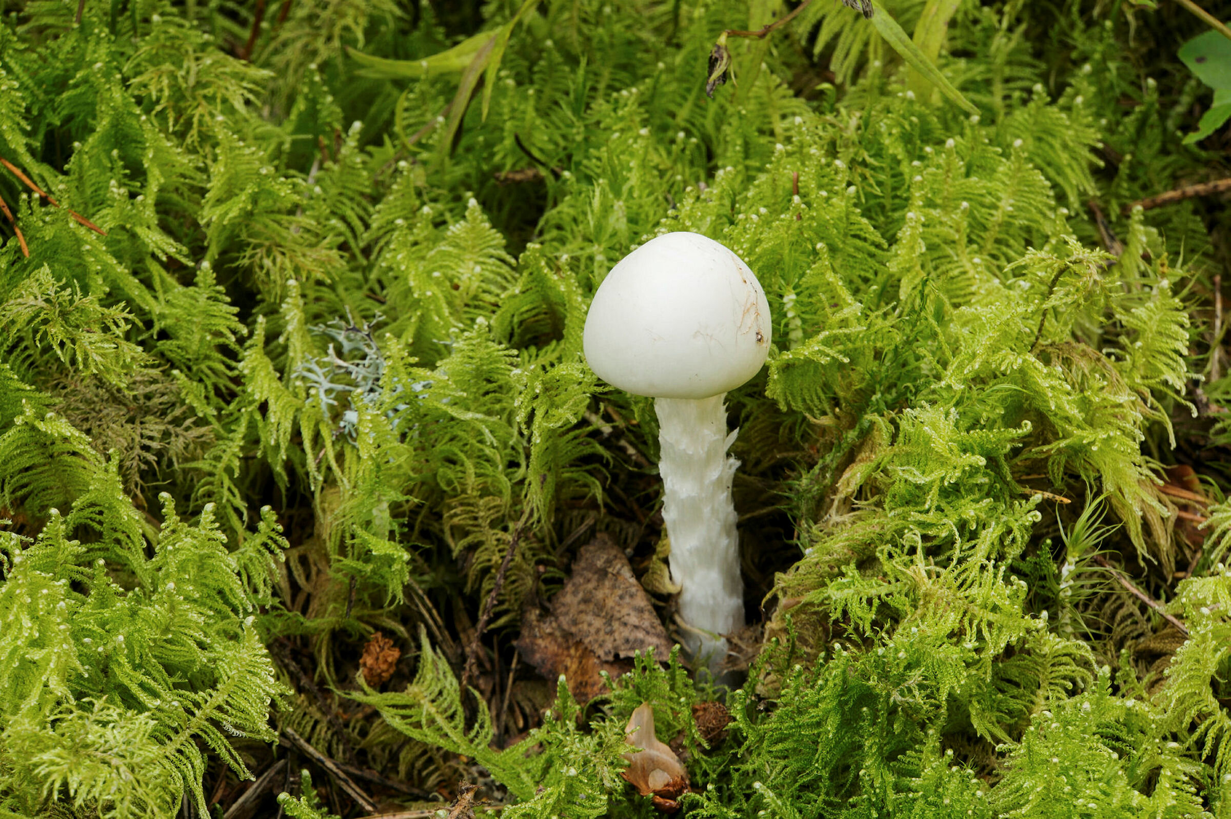 Bildet viser en hvit fluesopp.