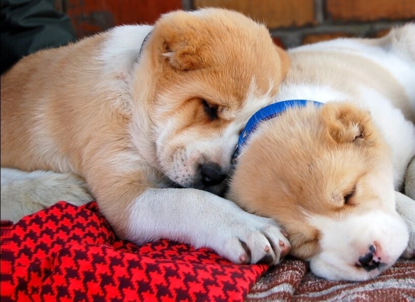 Illustrasjonsbilde av to små valper som sover