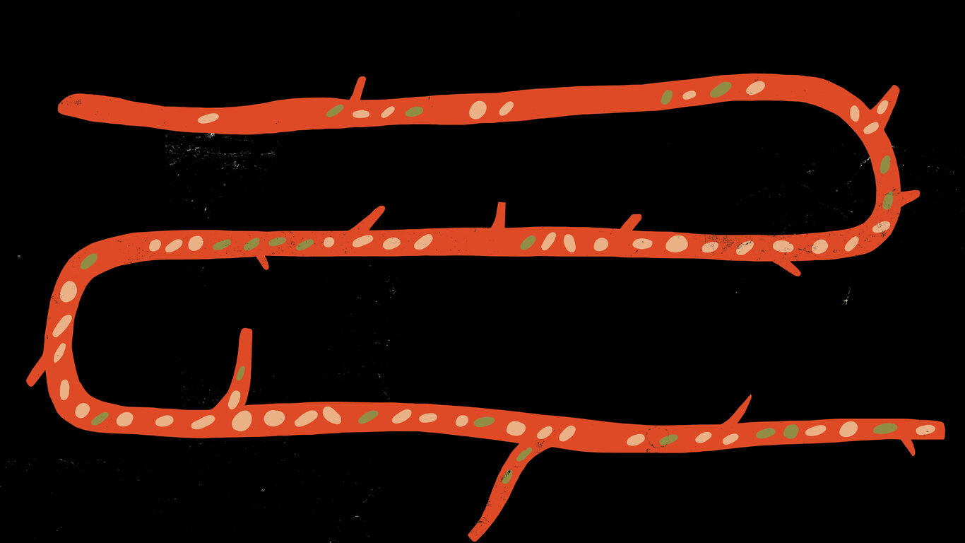 Illustrasjonen viser blodårer.