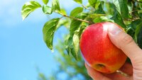 eple, epleplukking Bildet viser en hånd som plukker et eple fra et tre.