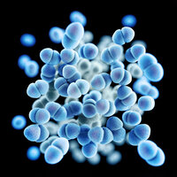 Bildet viser vankomycinresistente enterokokker (VRE)