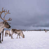 Reinsdyr på vinterbeite