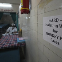 Isolat for apekopper-smittede