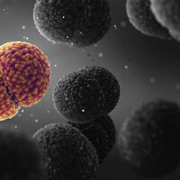 Dataillustrasjon av meningittbakterie