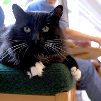 Bildet viser katten Lukas