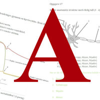 bilde av anatomioppgaver og bokstaven A