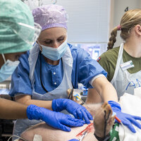 Bildet viser Mona Karine Soli-Andersen som trener på å blottlegge vene på halsen til en gris.