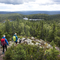 Bildet viser turgåere i skog