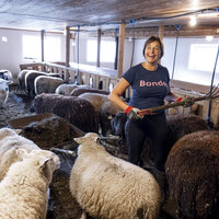 Bildet viser Bjørg Randmæl i fjøset