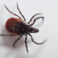 Bildet viser en flått.